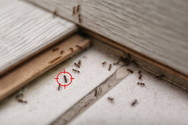 Best Affordable Pest Control Services  in Scottsboro, AL
