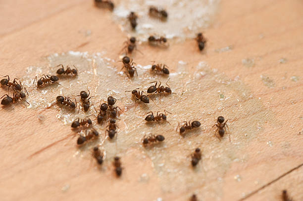  Scottsboro, AL Pest Control Pros