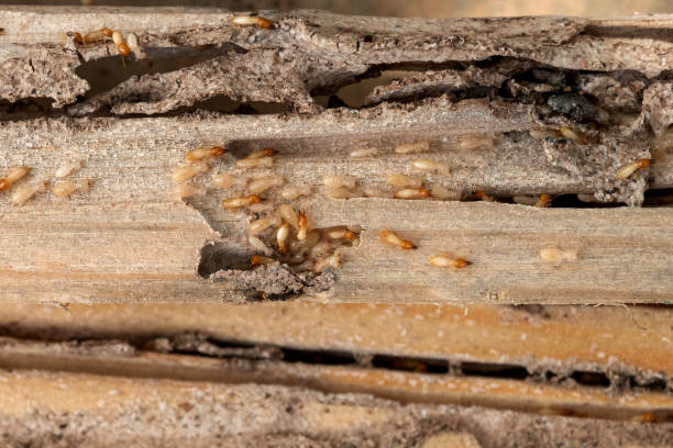 Best Residential Pest Control  in Scottsboro, AL